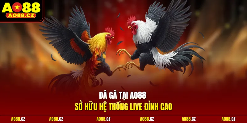 Đá gà tại Ao88 sở hữu hệ thống live đỉnh cao
